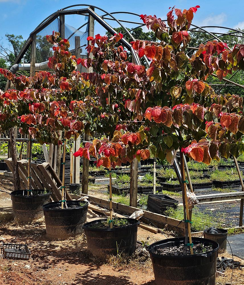 cercis-canadensis-jn16-canadian-redbud-black-pearl-judas-tree-eastern-redbud