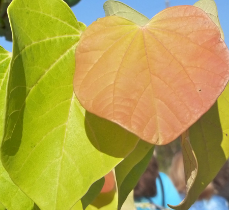 cercis-canadensis-jn2-canadian-redbud-judas-tree-eastern-redbud