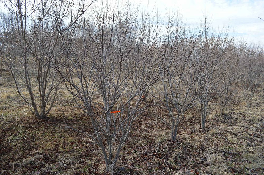 cercis-canadensis-little-woody-eastern-redbud