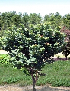 cercis-canadensis-little-woody-eastern-redbud