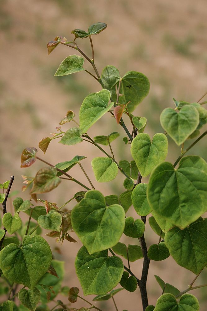 cercis-canadensis-little-woody-eastern-redbud