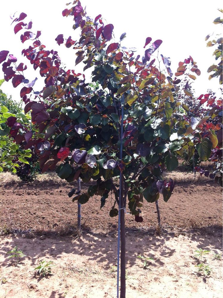 cercis-canadensis-merlot-eastern-redbud