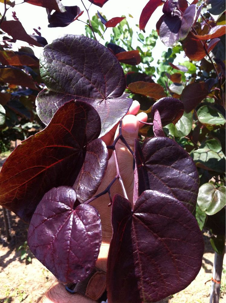 cercis-canadensis-merlot-eastern-redbud