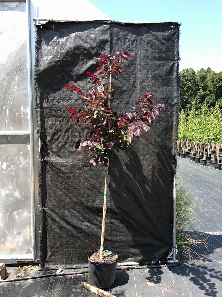 cercis-canadensis-merlot-eastern-redbud
