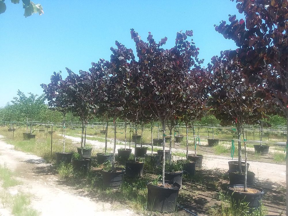 cercis-canadensis-merlot-eastern-redbud