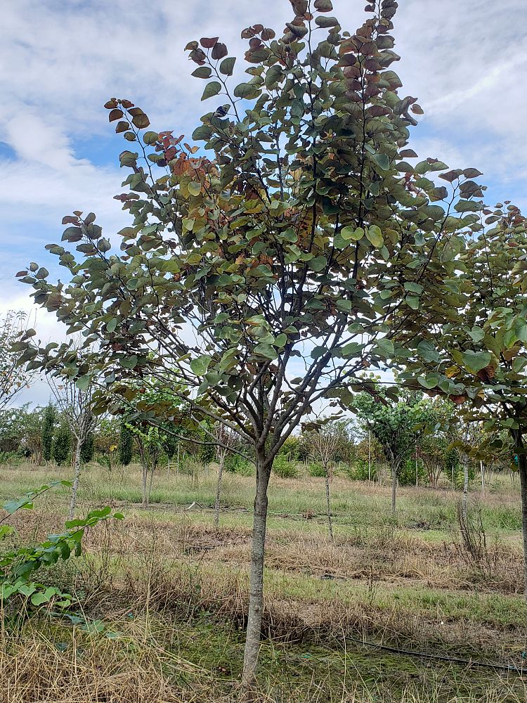 cercis-canadensis-merlot-eastern-redbud