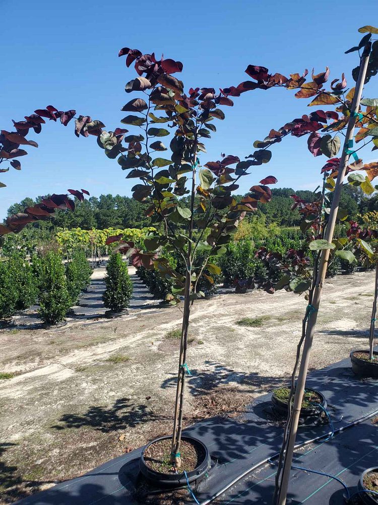 cercis-canadensis-merlot-eastern-redbud