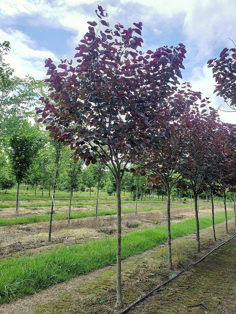 cercis-canadensis-merlot-eastern-redbud