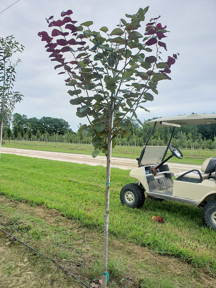 cercis-canadensis-merlot-eastern-redbud