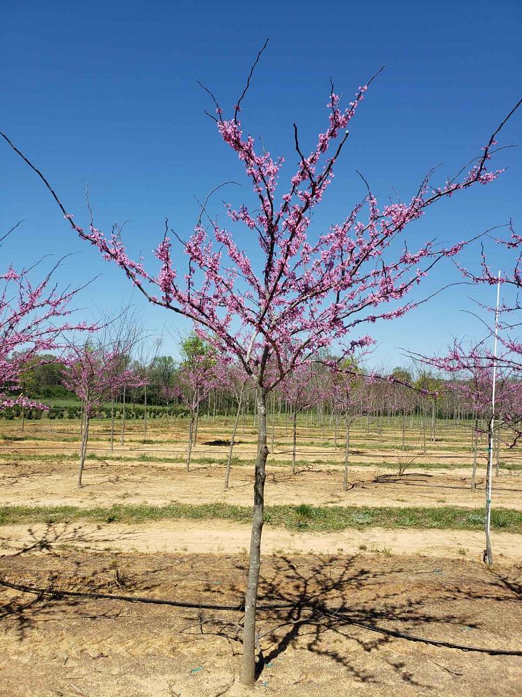 cercis-canadensis-merlot-eastern-redbud