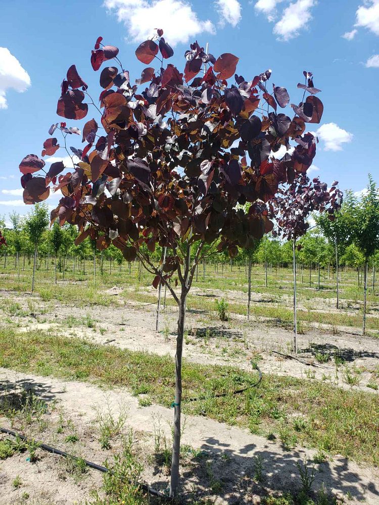 cercis-canadensis-merlot-eastern-redbud