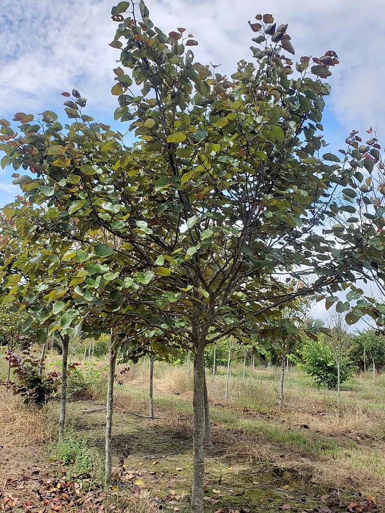cercis-canadensis-merlot-eastern-redbud