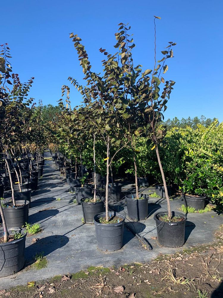 cercis-canadensis-merlot-eastern-redbud