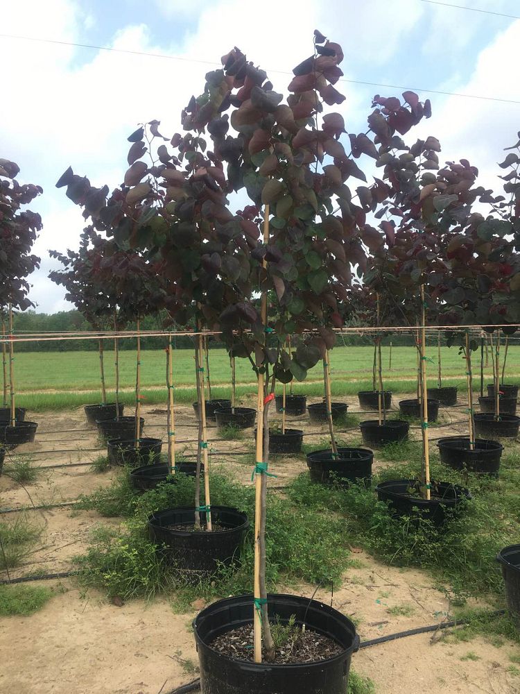 cercis-canadensis-merlot-eastern-redbud