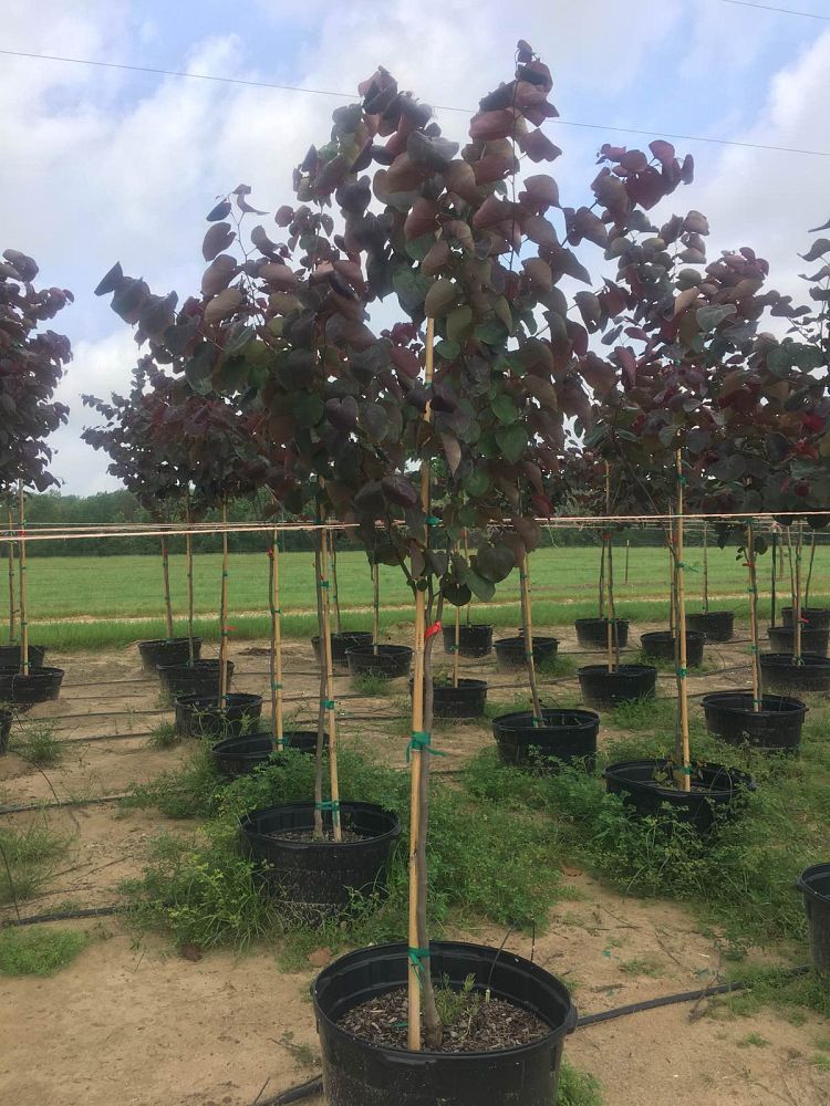 cercis-canadensis-merlot-eastern-redbud