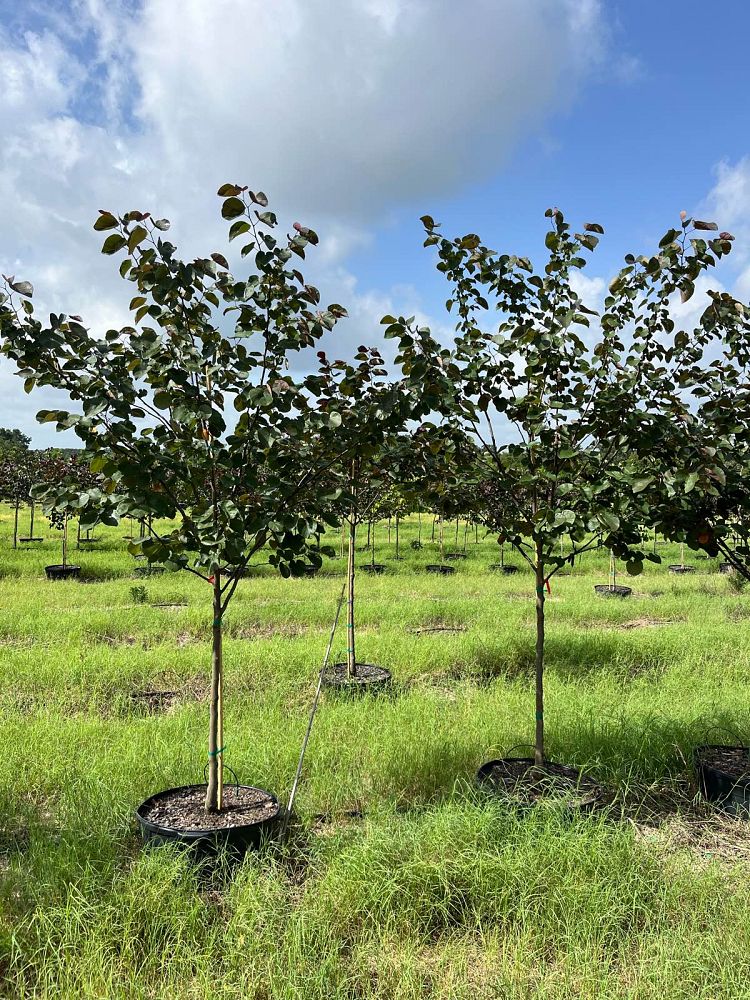 cercis-canadensis-merlot-eastern-redbud