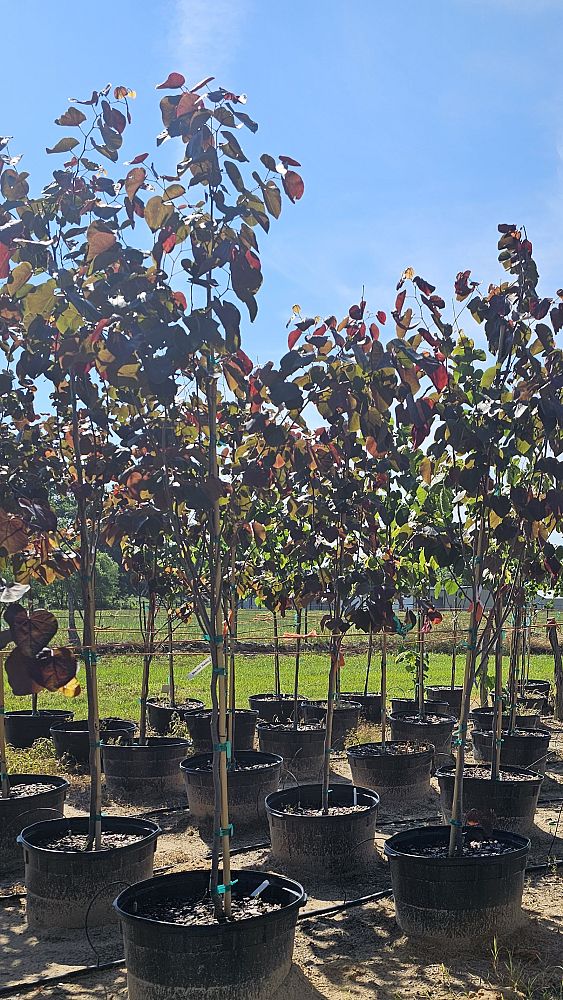 cercis-canadensis-merlot-eastern-redbud