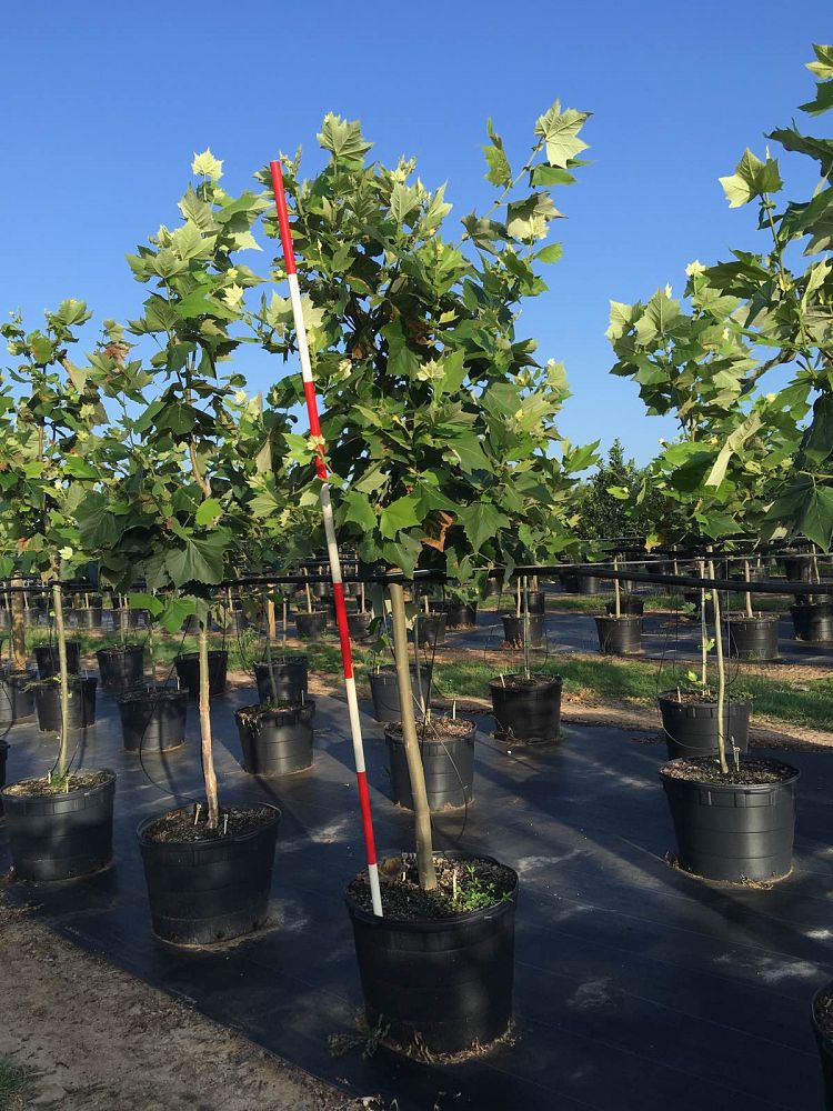 cercis-canadensis-mexicana-mexican-redbud
