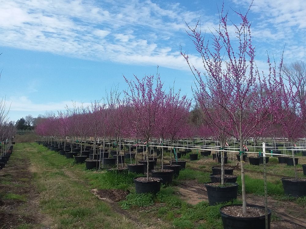 cercis-canadensis-mexicana-mexican-redbud