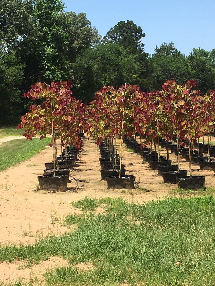 cercis-canadensis-nc2016-2-flame-thrower-redbud
