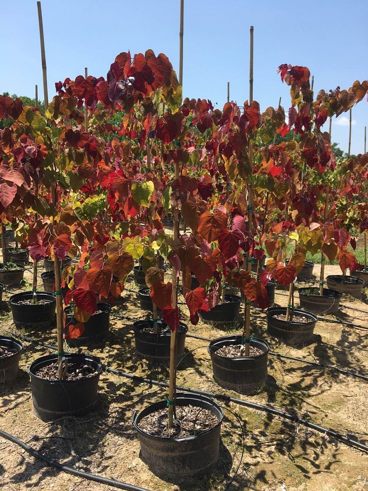 cercis-canadensis-nc2016-2-flame-thrower-redbud