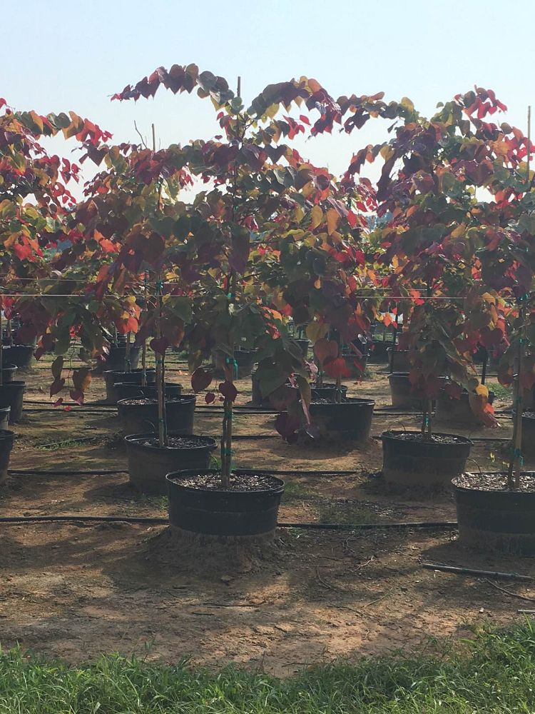 cercis-canadensis-nc2016-2-flame-thrower-redbud