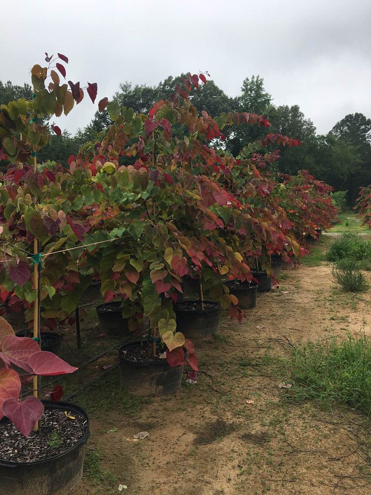 cercis-canadensis-nc2016-2-flame-thrower-redbud