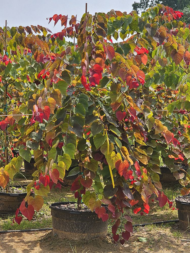 cercis-canadensis-nc2016-2-flame-thrower-redbud