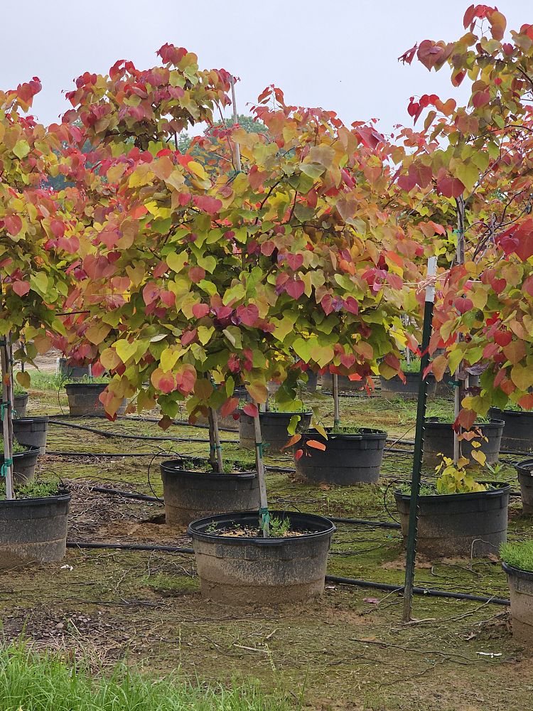 cercis-canadensis-nc2016-2-flame-thrower-redbud