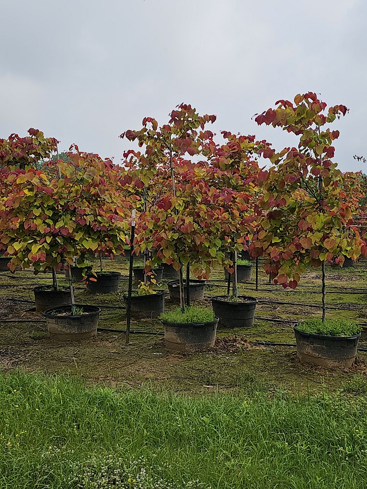 cercis-canadensis-nc2016-2-flame-thrower-redbud