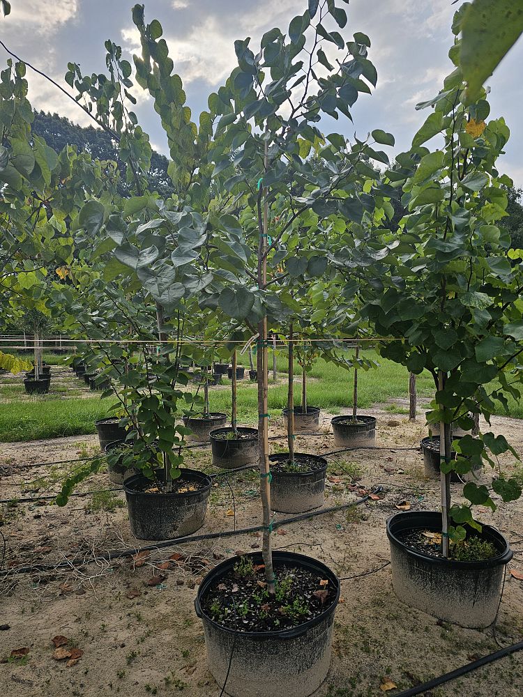 cercis-canadensis-nc2016-2-flame-thrower-redbud