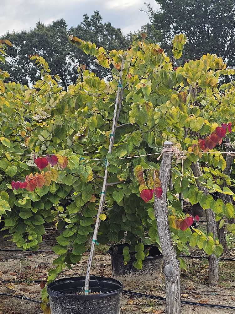 cercis-canadensis-nc2016-2-flame-thrower-redbud