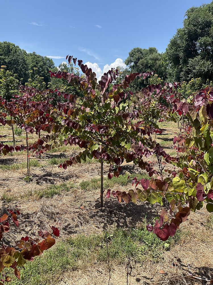 cercis-canadensis-nc2016-2-flame-thrower-redbud
