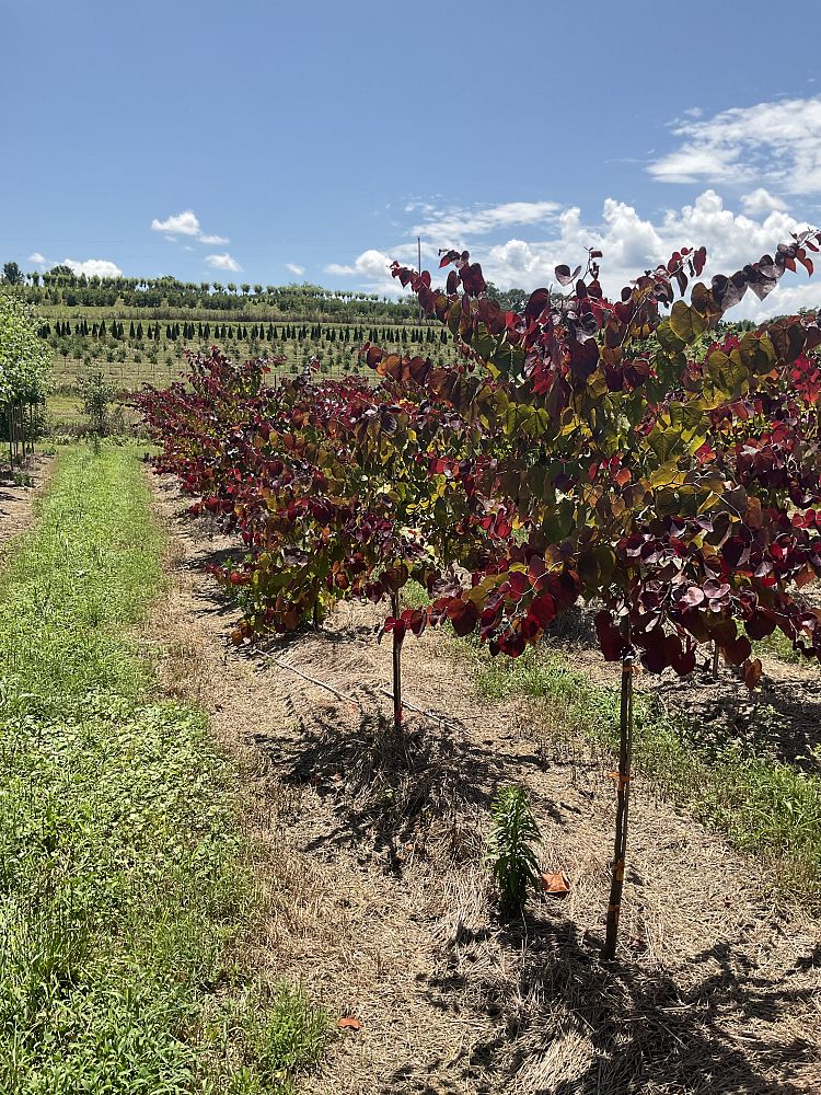 cercis-canadensis-nc2016-2-flame-thrower-redbud