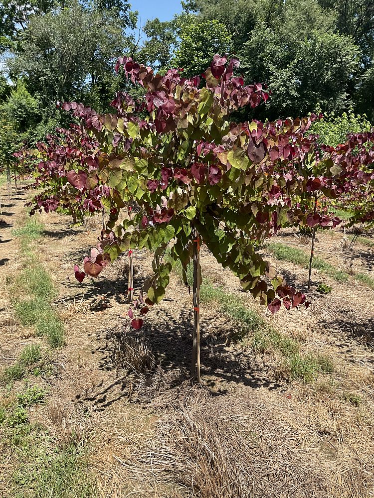 cercis-canadensis-nc2016-2-flame-thrower-redbud