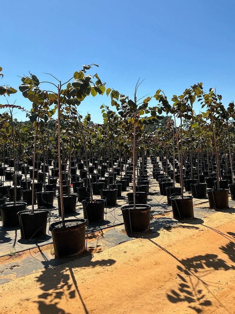 cercis-canadensis-nc2016-2-flame-thrower-redbud