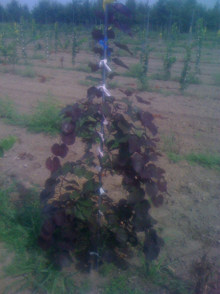 cercis-canadensis-ruby-falls-eastern-redbud-purple-weeping-eastern-redbud-ruby-falls