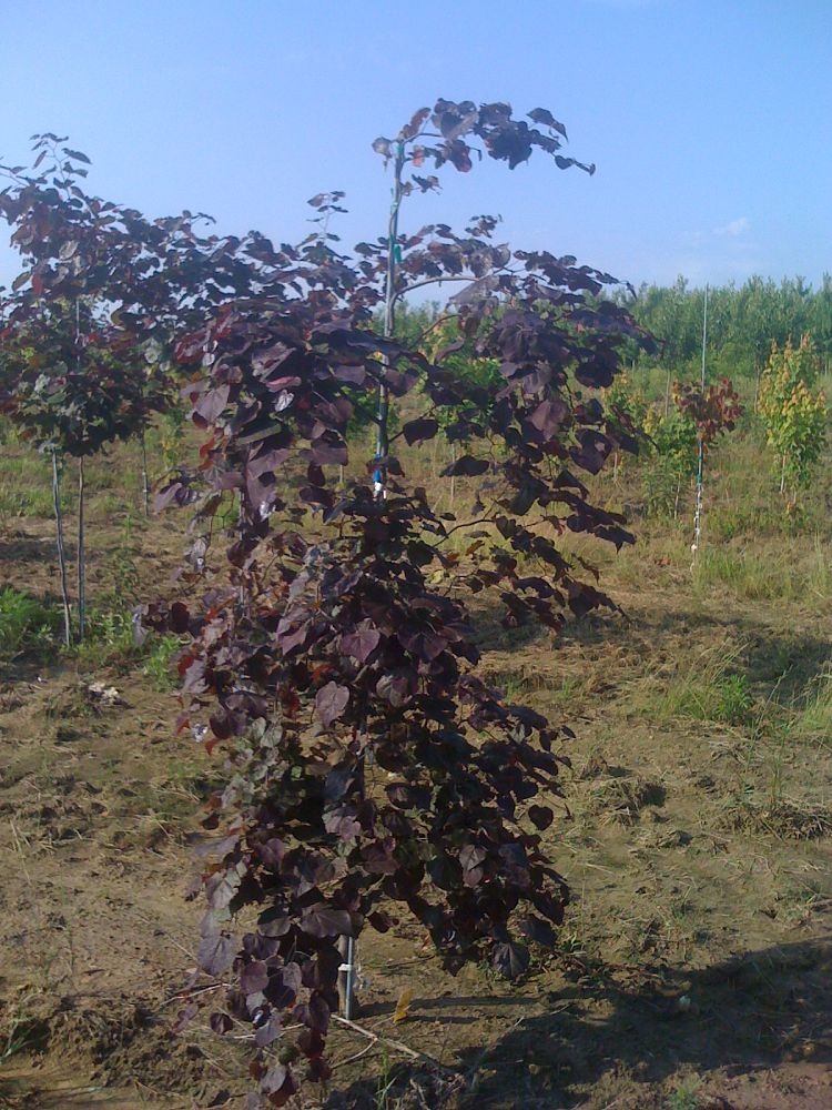 cercis-canadensis-ruby-falls-eastern-redbud-purple-weeping-eastern-redbud-ruby-falls