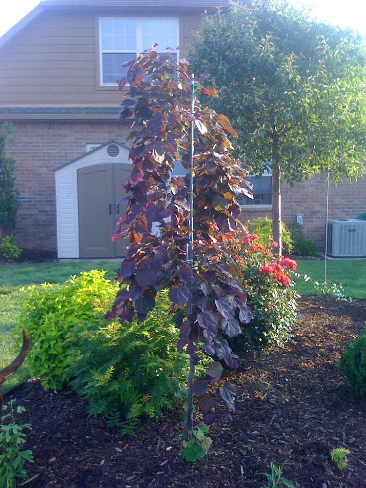 cercis-canadensis-ruby-falls-eastern-redbud-purple-weeping-eastern-redbud-ruby-falls