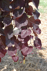 cercis-canadensis-ruby-falls-eastern-redbud-purple-weeping-eastern-redbud-ruby-falls