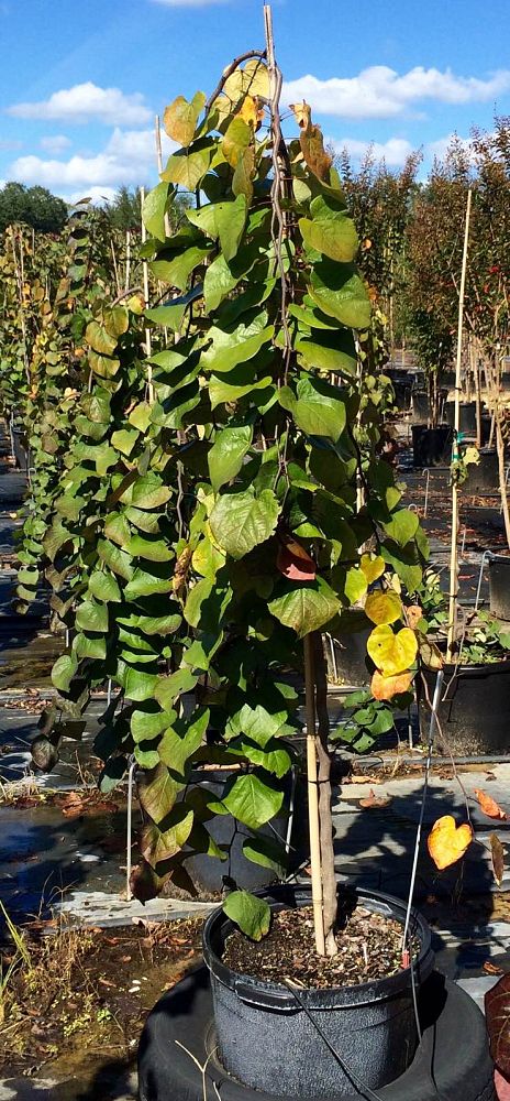 cercis-canadensis-ruby-falls-eastern-redbud-purple-weeping-eastern-redbud-ruby-falls