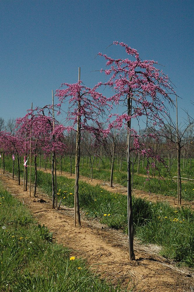 cercis-canadensis-ruby-falls-eastern-redbud-purple-weeping-eastern-redbud-ruby-falls