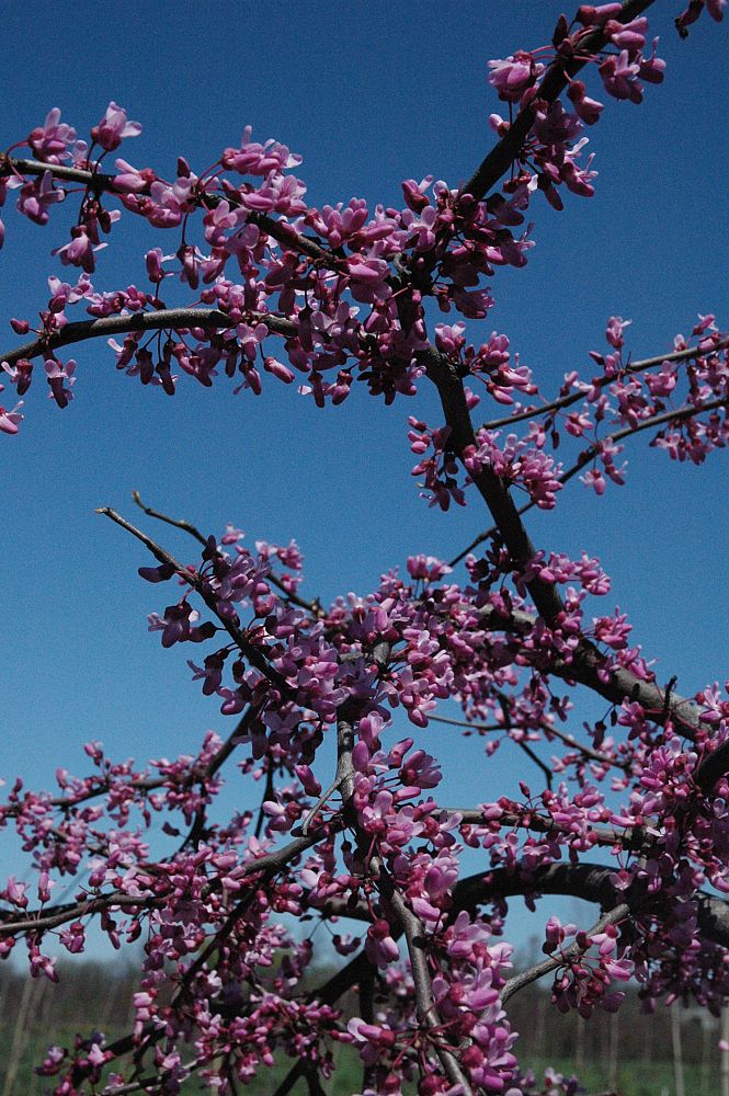 cercis-canadensis-ruby-falls-eastern-redbud-purple-weeping-eastern-redbud-ruby-falls
