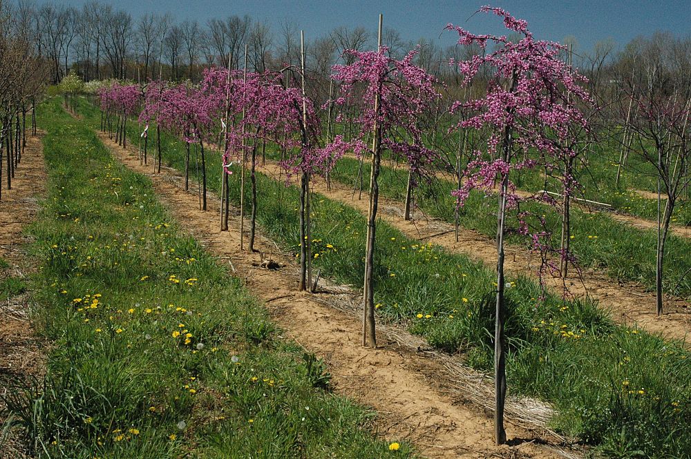 cercis-canadensis-ruby-falls-eastern-redbud-purple-weeping-eastern-redbud-ruby-falls