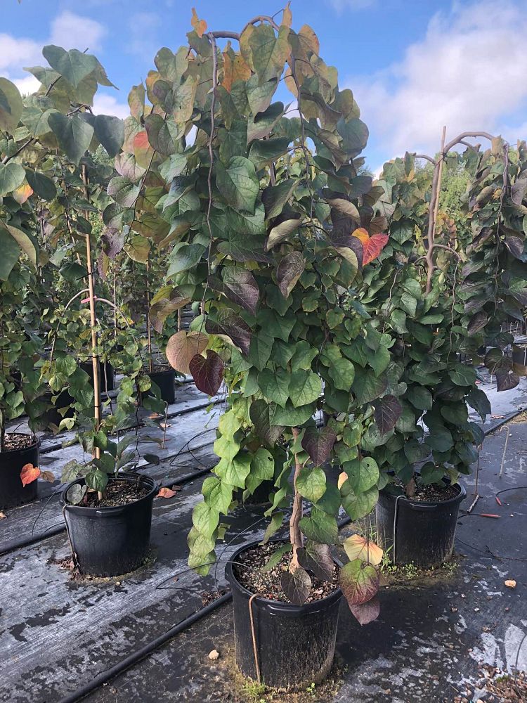 cercis-canadensis-ruby-falls-eastern-redbud-purple-weeping-eastern-redbud-ruby-falls