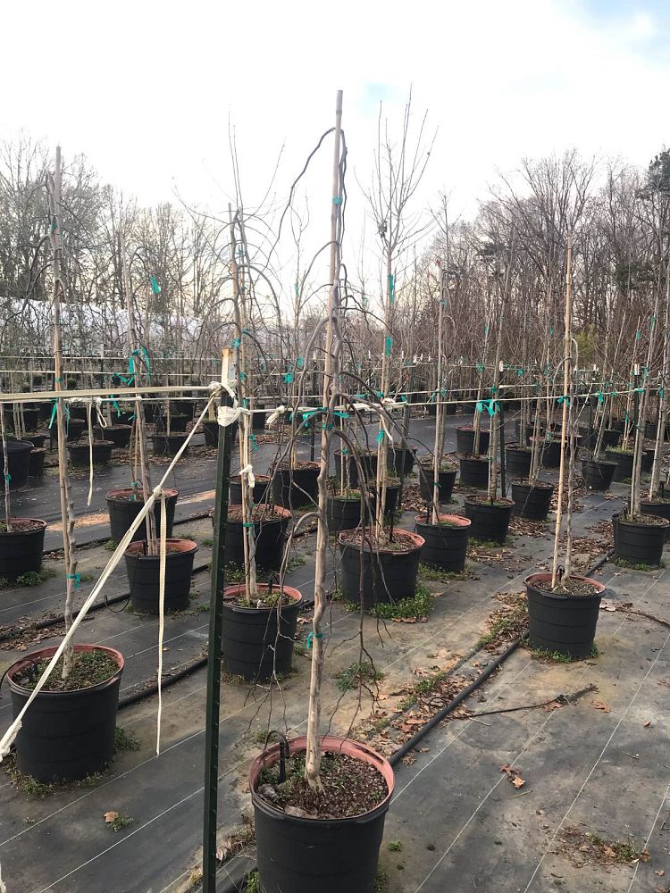 cercis-canadensis-ruby-falls-eastern-redbud-purple-weeping-eastern-redbud-ruby-falls