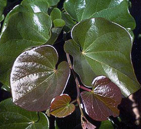 cercis-canadensis-ruby-falls-eastern-redbud-purple-weeping-eastern-redbud-ruby-falls