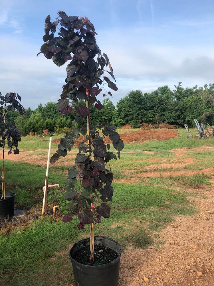 cercis-canadensis-ruby-falls-eastern-redbud-purple-weeping-eastern-redbud-ruby-falls