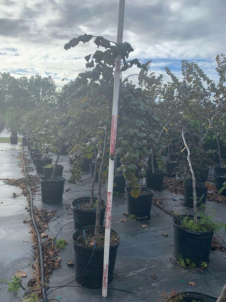 cercis-canadensis-ruby-falls-eastern-redbud-purple-weeping-eastern-redbud-ruby-falls