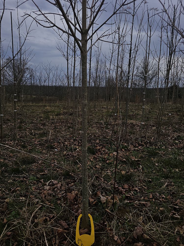 cercis-canadensis-ruby-falls-eastern-redbud-purple-weeping-eastern-redbud-ruby-falls